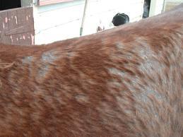 Rain rot in horses - MSU Extension